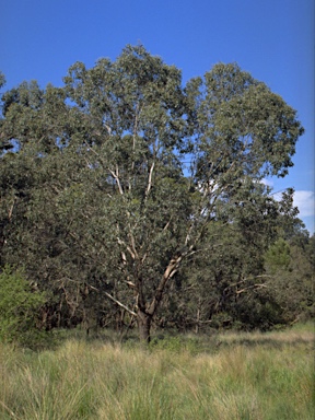 APII jpeg image of Eucalyptus camphora subsp. humeana  © contact APII