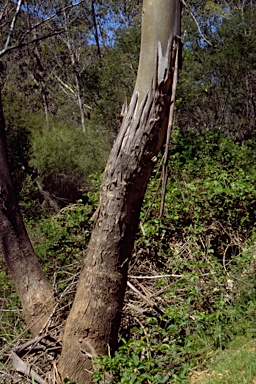 APII jpeg image of Eucalyptus camphora subsp. humeana  © contact APII