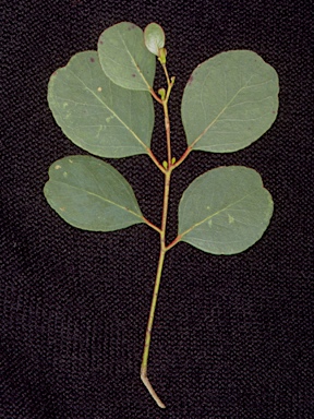 APII jpeg image of Eucalyptus camphora subsp. humeana  © contact APII