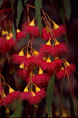 APII jpeg image of Eucalyptus leucoxylon subsp. megalocarpa  © contact APII