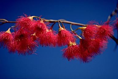 APII jpeg image of Eucalyptus leucoxylon subsp. megalocarpa  © contact APII