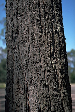 APII jpeg image of Eucalyptus siderophloia  © contact APII