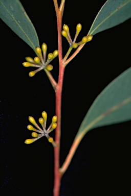 APII jpeg image of Eucalyptus racemosa  © contact APII