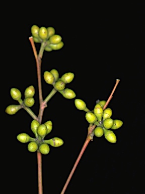 APII jpeg image of Eucalyptus parramattensis subsp. parramattensis  © contact APII