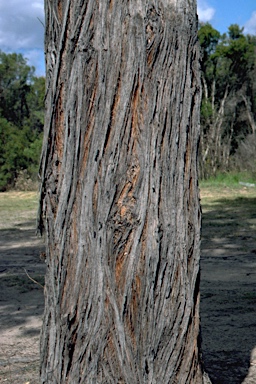 APII jpeg image of Eucalyptus blaxlandii  © contact APII