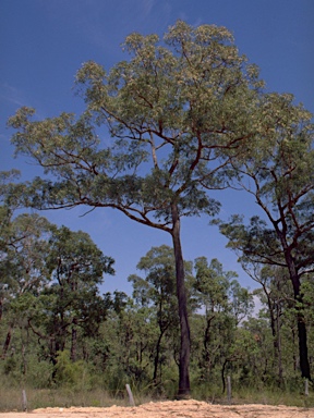 APII jpeg image of Eucalyptus baileyana  © contact APII