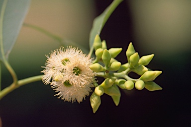 APII jpeg image of Eucalyptus siderophloia  © contact APII