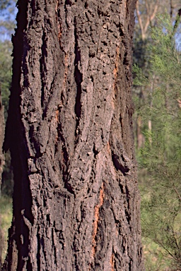 APII jpeg image of Eucalyptus crebra  © contact APII