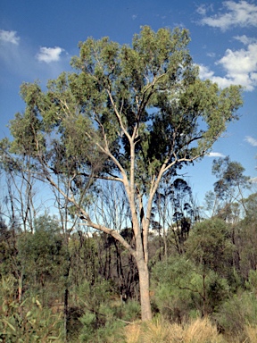 APII jpeg image of Corymbia clarksoniana  © contact APII