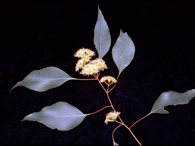 APII jpeg image of Eucalyptus baueriana  © contact APII