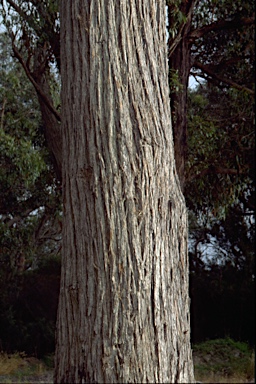 APII jpeg image of Eucalyptus muelleriana  © contact APII