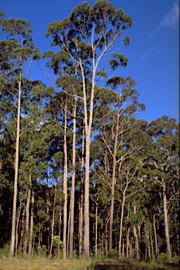 APII jpeg image of Eucalyptus globoidea  © contact APII