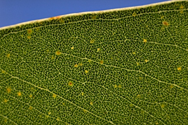 APII jpeg image of Eucalyptus polyanthemos subsp. longior  © contact APII