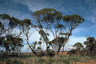 APII jpeg image of Eucalyptus brachycalyx  © contact APII