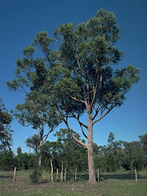 APII jpeg image of Eucalyptus camfieldii  © contact APII