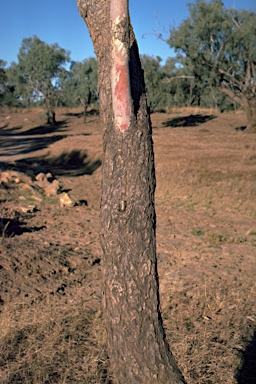 APII jpeg image of Eucalyptus coolabah  © contact APII