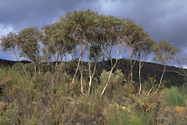 APII jpeg image of Eucalyptus flindersii  © contact APII