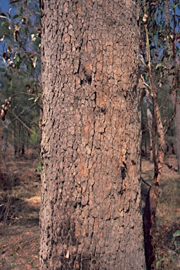 APII jpeg image of Corymbia gummifera  © contact APII