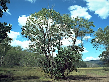 APII jpeg image of Eucalyptus neglecta  © contact APII