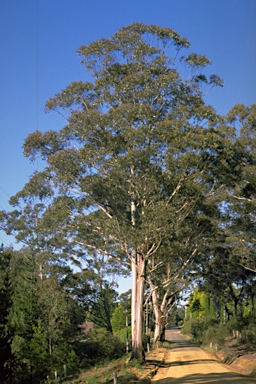 APII jpeg image of Eucalyptus oreades  © contact APII