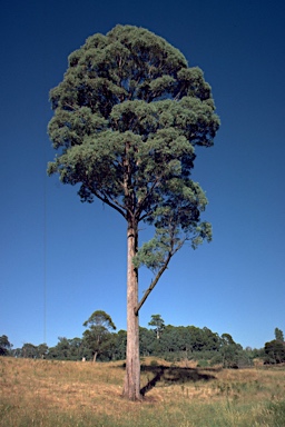 APII jpeg image of Eucalyptus radiata subsp. robertsonii  © contact APII