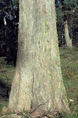 APII jpeg image of Eucalyptus radiata subsp. robertsonii  © contact APII