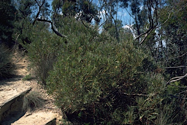 APII jpeg image of Eucalyptus cunninghamii  © contact APII