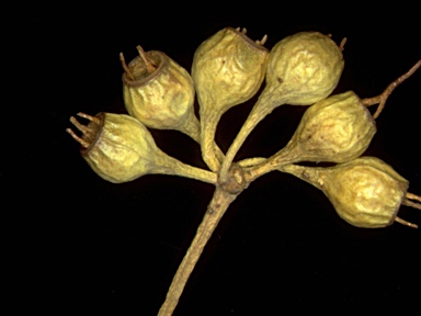 APII jpeg image of Eucalyptus socialis subsp. socialis  © contact APII