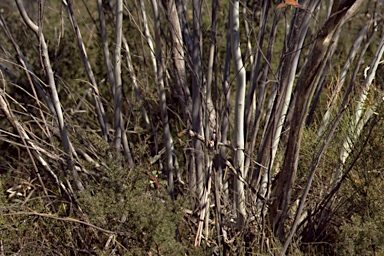 APII jpeg image of Eucalyptus gregsoniana  © contact APII