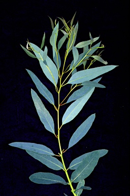 APII jpeg image of Eucalyptus fraxinoides  © contact APII