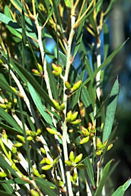 APII jpeg image of Eucalyptus cneorifolia  © contact APII