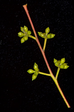 APII jpeg image of Eucalyptus macarthurii  © contact APII