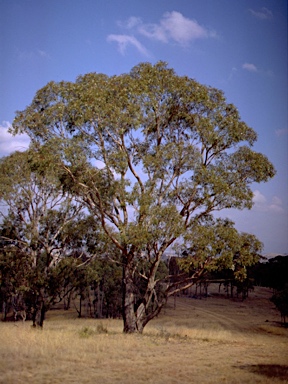 APII jpeg image of Eucalyptus goniocalyx  © contact APII