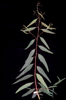 APII jpeg image of Eucalyptus camaldulensis subsp. camaldulensis  © contact APII