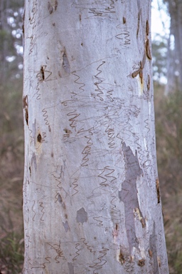 APII jpeg image of Eucalyptus rossii  © contact APII