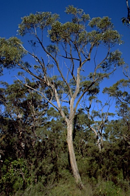 APII jpeg image of Eucalyptus imitans  © contact APII