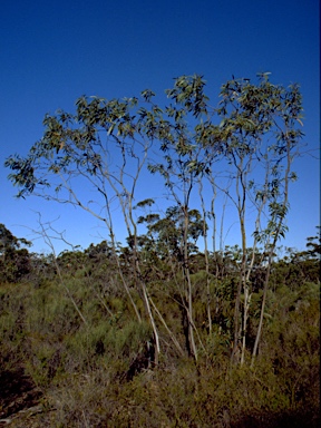 APII jpeg image of Eucalyptus langleyi  © contact APII