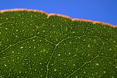 APII jpeg image of Eucalyptus cordata  © contact APII