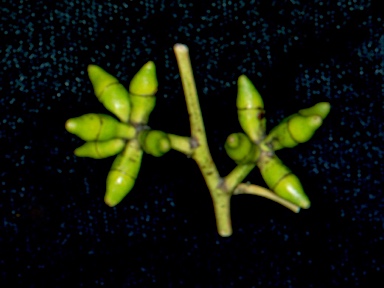 APII jpeg image of Eucalyptus rubida subsp. barbigerorum  © contact APII