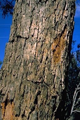 APII jpeg image of Eucalyptus botryoides  © contact APII