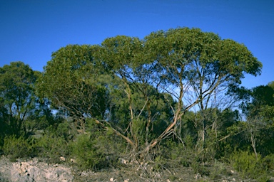 APII jpeg image of Eucalyptus albopurpurea  © contact APII