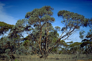 APII jpeg image of Eucalyptus cyanophylla  © contact APII