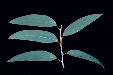 APII jpeg image of Eucalyptus pauciflora subsp. pauciflora  © contact APII