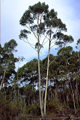 APII jpeg image of Eucalyptus paliformis  © contact APII