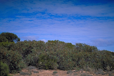 APII jpeg image of Eucalyptus yalatensis  © contact APII