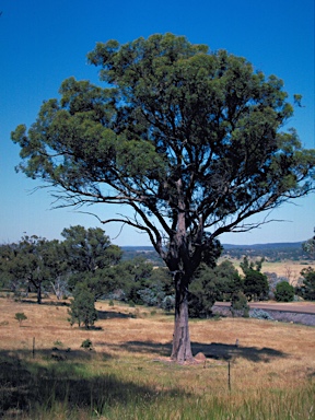 APII jpeg image of Eucalyptus eugenioides  © contact APII