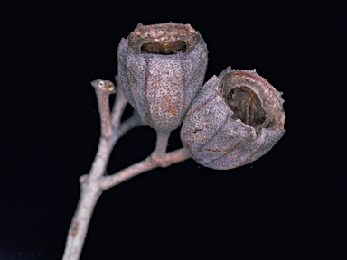 APII jpeg image of Angophora inopina  © contact APII