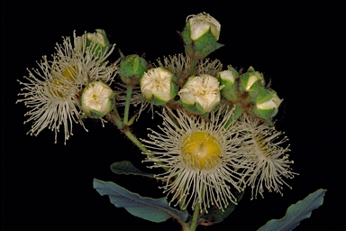 APII jpeg image of Angophora hispida  © contact APII