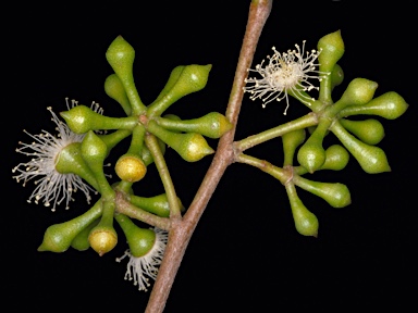 APII jpeg image of Eucalyptus fastigata  © contact APII