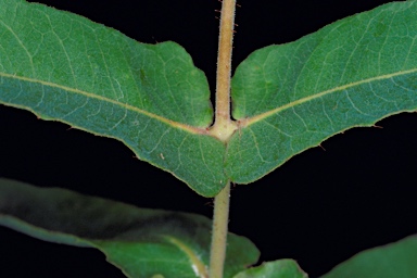 APII jpeg image of Angophora melanoxylon  © contact APII